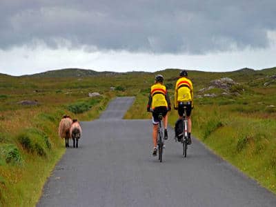 Schafe in Connemara